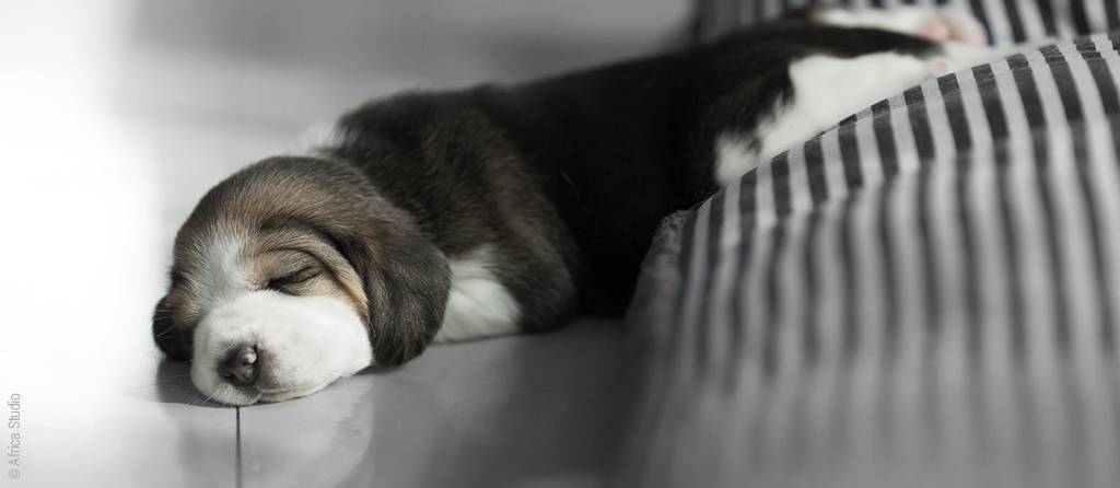 Foto: Ein Hundewelpe liegt schlafend halb auf einer Matratze, halb auf dem Fußboden.