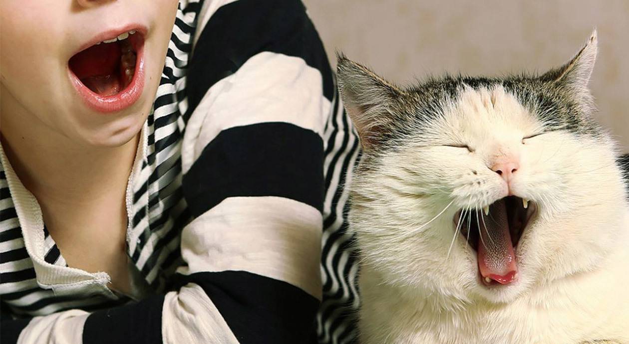 Foto: Ein Kind liegt neben einer Katze. Beide gähnen mit weit geöffnetem Mund.