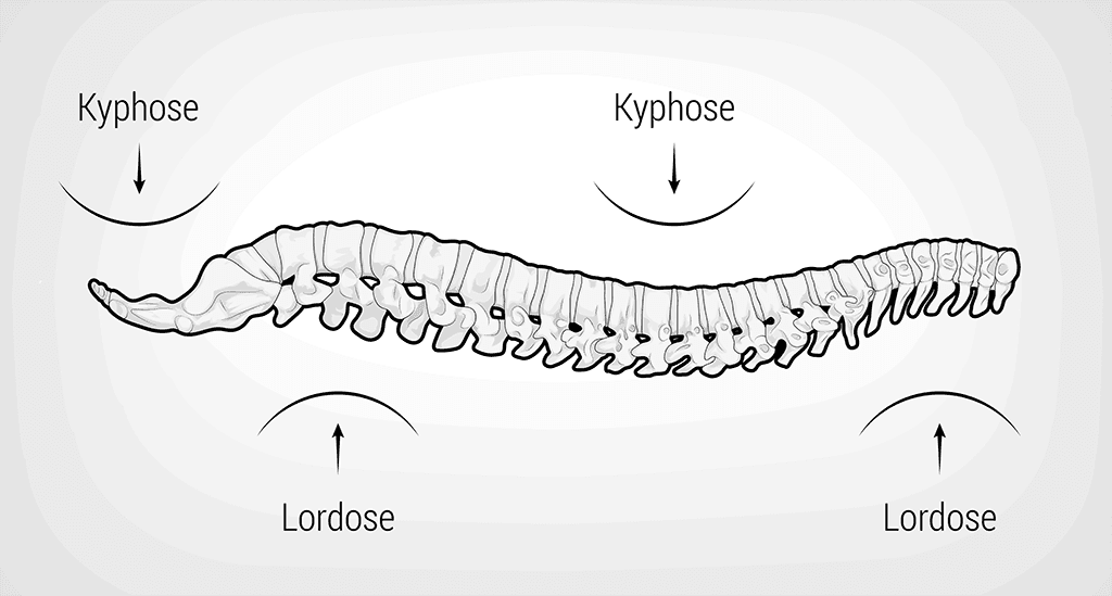 Illustration: Die Wirbelsäule mit Kennzeichnung der Lordose- und Kyphosebereiche