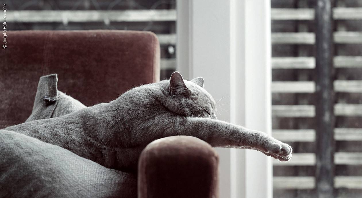 Foto: Eine Katze beim Mittagsschlaf auf der Couch. Die Pfote hängt ausgestreckt über der Lehne.
