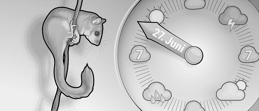 Siebenschläfer Illustration: links das Tier an einen Ast geklammert, rechts eine Uhr mit Wettersymbolen, wie Wolken, Regenwolken, Gewitterwolken und Sonne statt Ziffern. Auf dem Uhrzeiger steht 27. Juni.