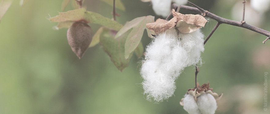 Foto: Aufnahme der seltenen Baumwollart Tree Cotton.