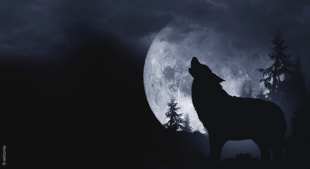 Vollmond-Schlaf: ein heulender Wolf vor einem dunklen Nachthimmel mit großem Vollmond