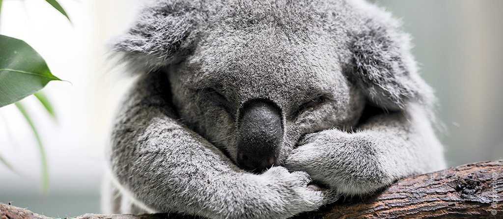 Foto: ein schlafender Koalabär