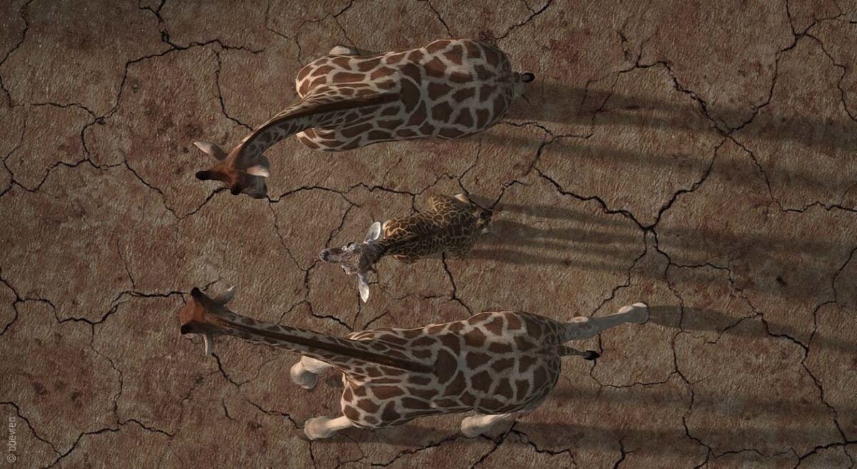 Foto: Drei Giraffen in der Savanne aus der Vogelperspektive