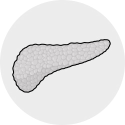Illustration: die Bauchspeicheldrüse