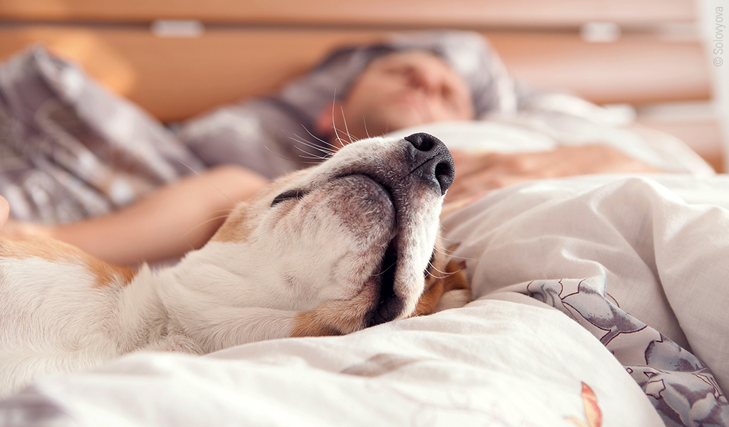 Foto: Eine Hundeschnauze von unten, der Kopf liegt auf einer Bettdecke. Im Hintergrund liegt ein Mensch.