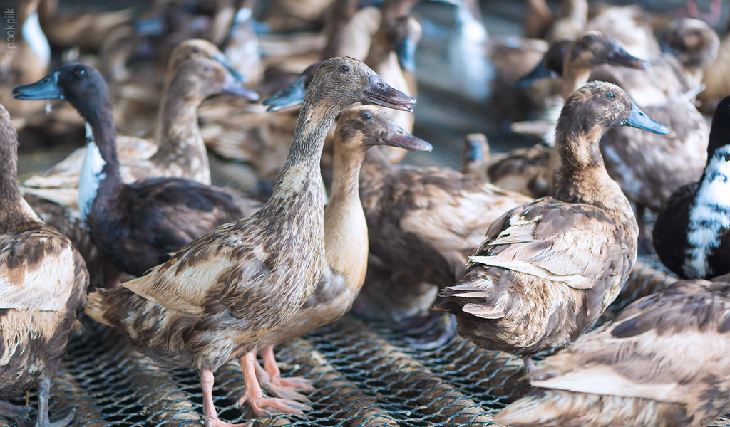 Foto: Mehrere Enten stehen dicht gedrängt auf einem Gitterboden.