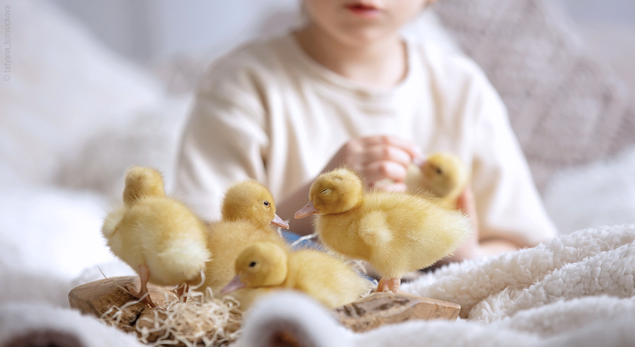 Artikelbild Daunenkissen: In einem Bett sitzt ein Kleinkind und streichelt ein Entenküken in seinem Arm, davor stehen ein paar weitere Küken auf der Bettdecke.