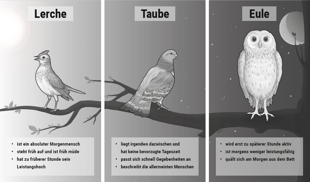 Illustration zeigt eine Lerche, eine Taube und eine Eule 