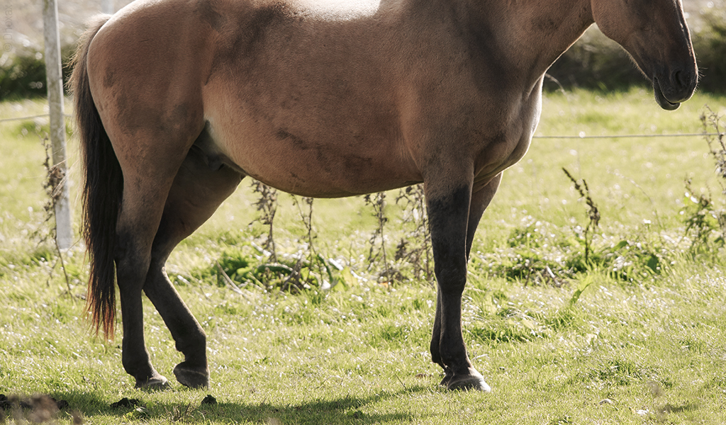Foto: Ein Pferd steht dösend auf einer Wiese und hat das linke Hinterbein angewinkelt, sodass nur die Hufspitze den Boden berührt. 