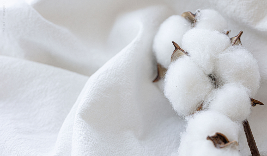 Foto: Nahaufnahme einer Baumwollblüte auf einem weißen Bettlaken.