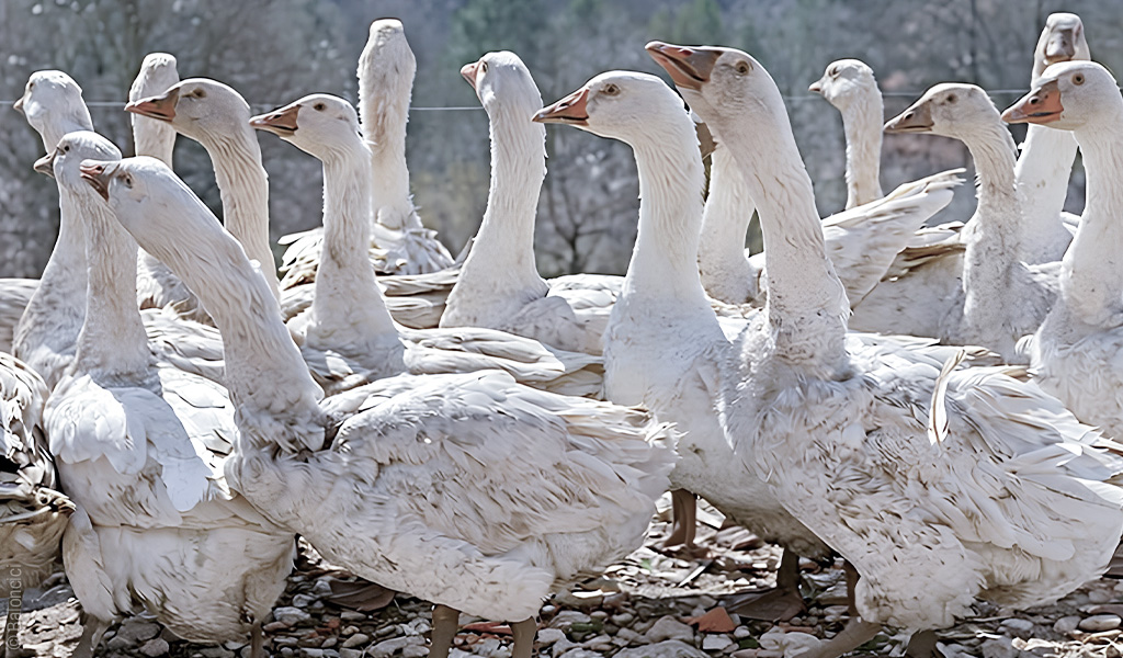 Foto: Zerzauste Gänse stehen dicht beieinander und recken ihre Köpfe in die Höhe.